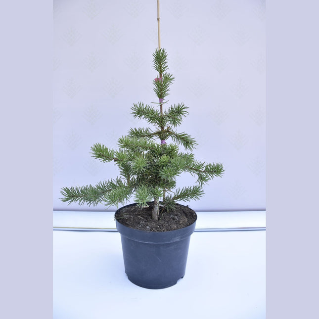 Pinus banksiana Schoodic - Banksianatall - krukodlad Co5