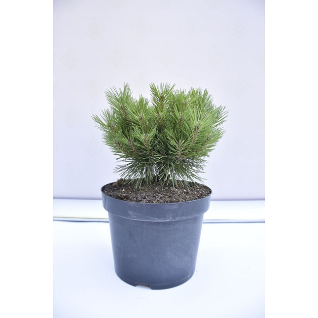 Pinus densiflora Jane Kluis - Japansk tall - krukodlad Co5