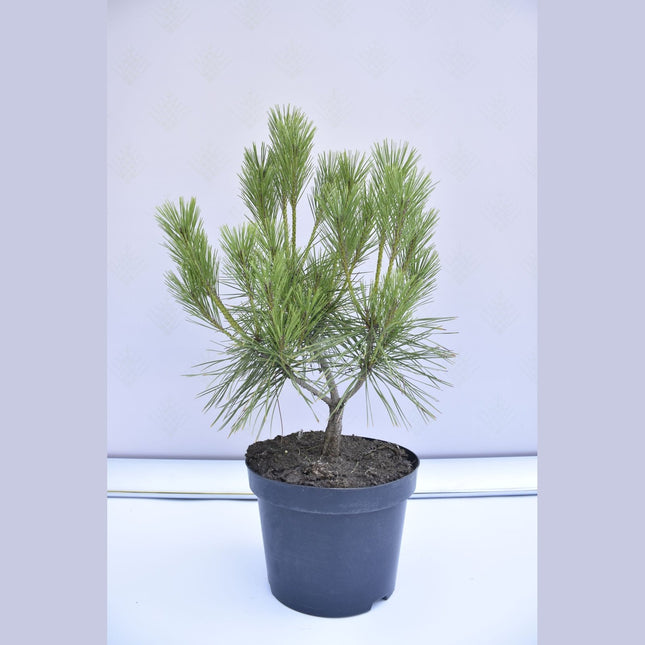 Pinus densiflora Tamoyosho Compacta - Japansk tall - krukodlad Co5