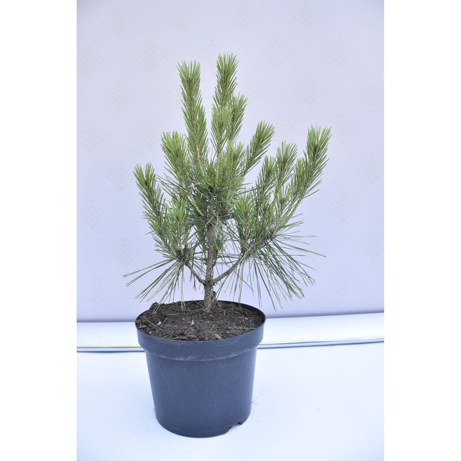 Pinus densiflora Umbraculifera - Japansk tall - krukodlad Co5