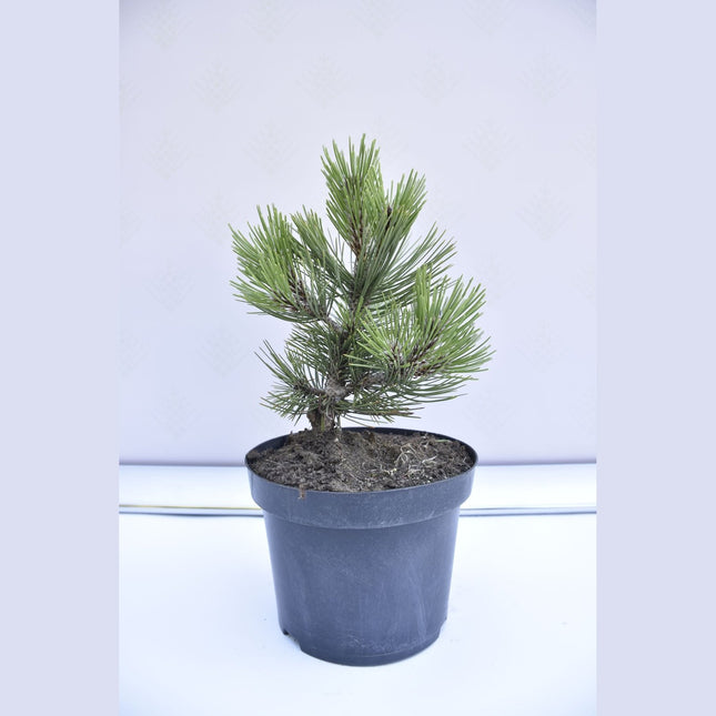 Pinus leucodermis Compact Gem - Ormskinnstall - krukodlad Co5
