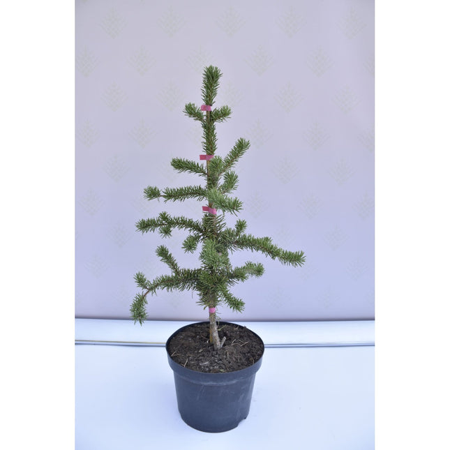 Pinus leucodermis Horak - Ormskinnstall - krukodlad Co5