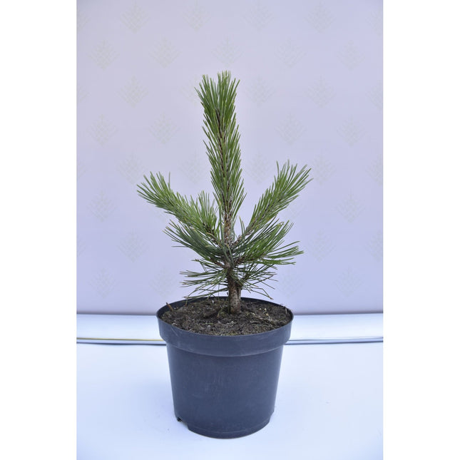 Pinus leucodermis Satellit - Ormskinnstall - krukodlad Co5