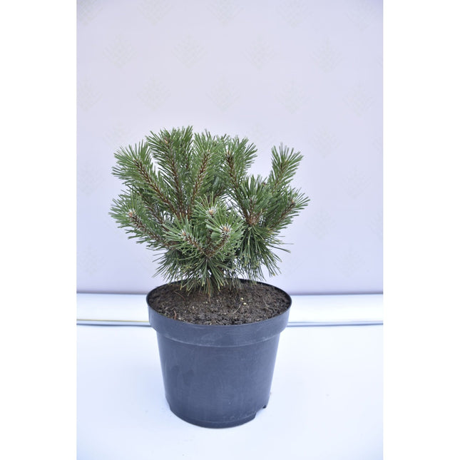 Pinus mugo Benjamin - Bergstall - krukodlad Co5