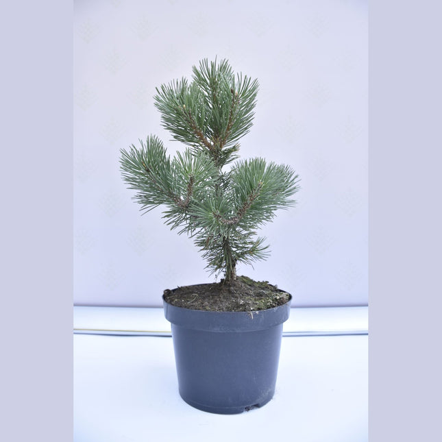 Pinus mugo Columbo - Bergstall - krukodlad Co5