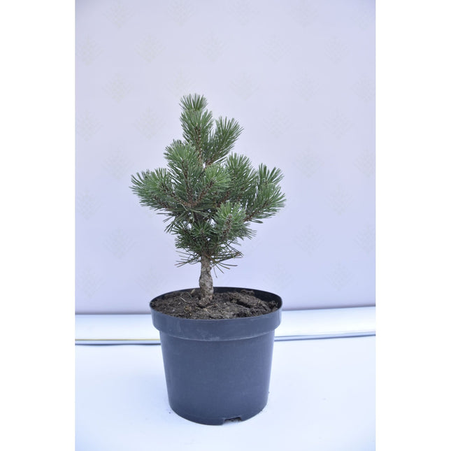 Pinus mugo Columnaris - Bergstall - krukodlad Co5