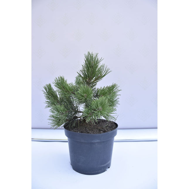 Pinus mugo Gnom - Bergstall - krukodlad Co5