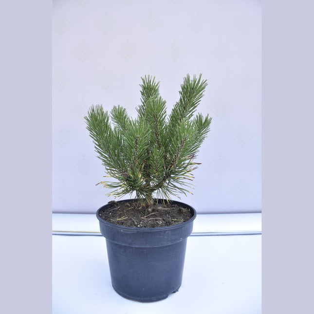 Pinus mugo Golden Glow - Bergstall - krukodlad Co5
