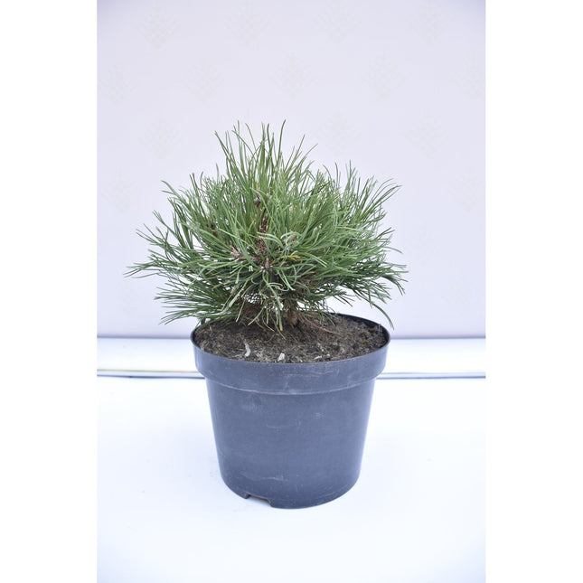 Pinus mugo Hesse - Bergstall - krukodlad Co5