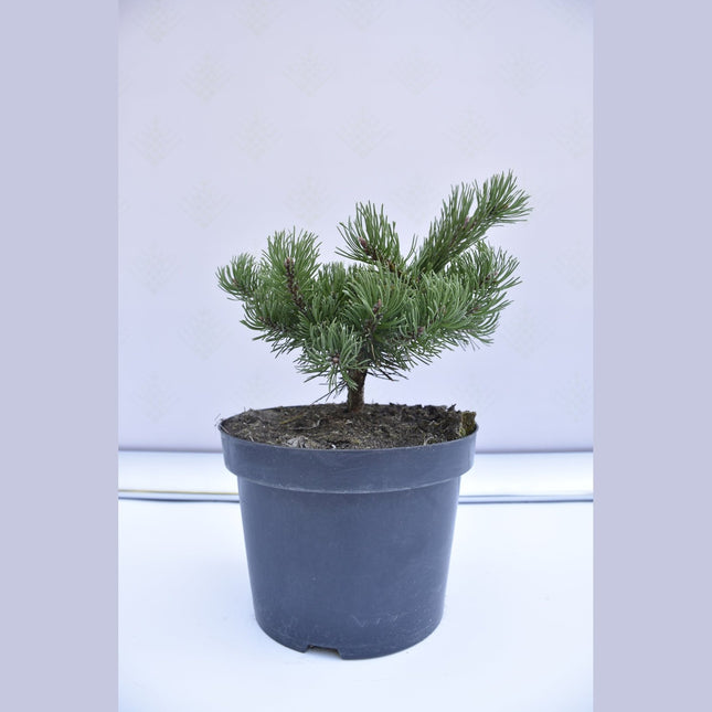 Pinus mugo Humpy - Bergstall - krukodlad Co5