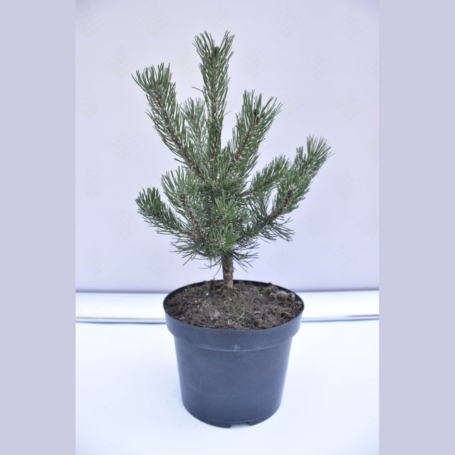 Pinus mugo Laurin - Bergstall - krukodlad Co5