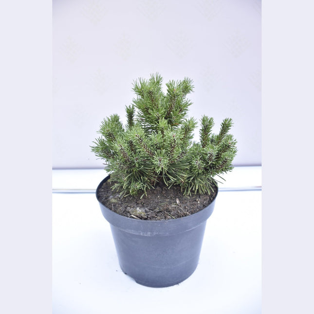 Pinus mugo Litomysl - Bergstall - krukodlad Co5