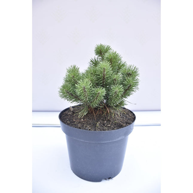 Pinus mugo Minikin - Bergstall - krukodlad Co5