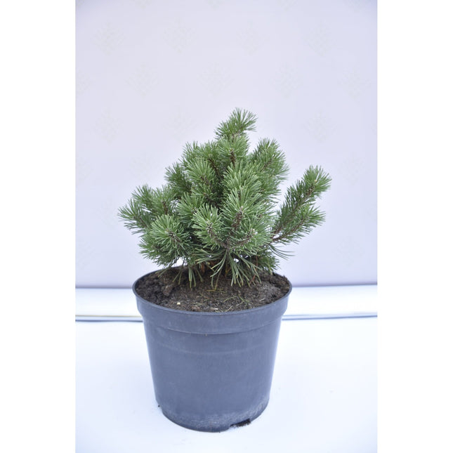 Pinus mugo Mops - Bergstall - krukodlad Co5