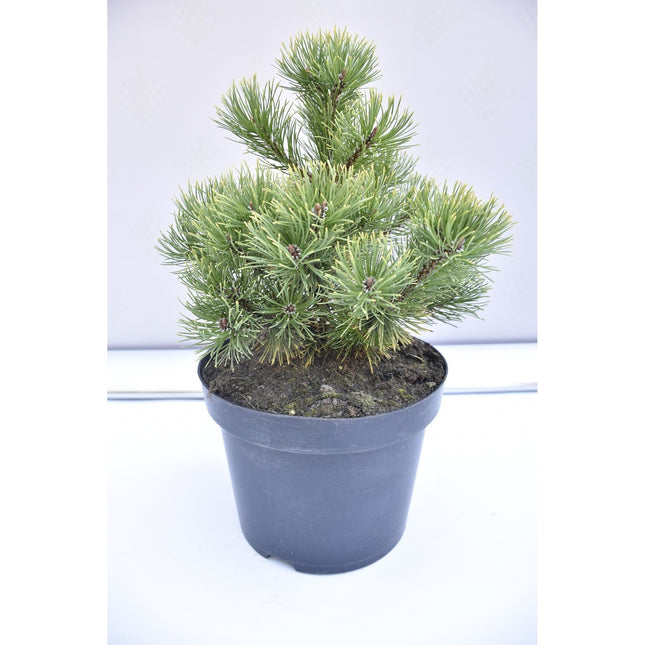 Pinus mugo Ophir - Bergstall - krukodlad Co5