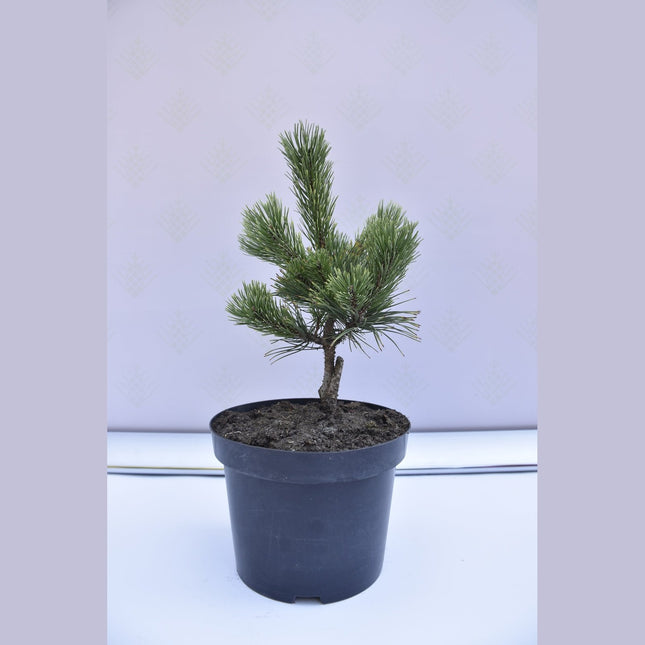 Pinus mugo Pal Maleter - Bergstall - krukodlad Co5