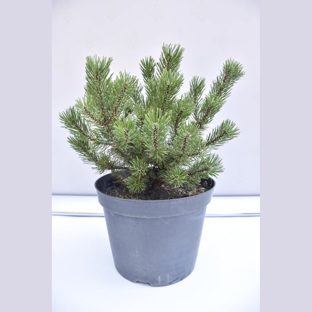 Pinus mugo Winter Gold - Bergstall - krukodlad C10