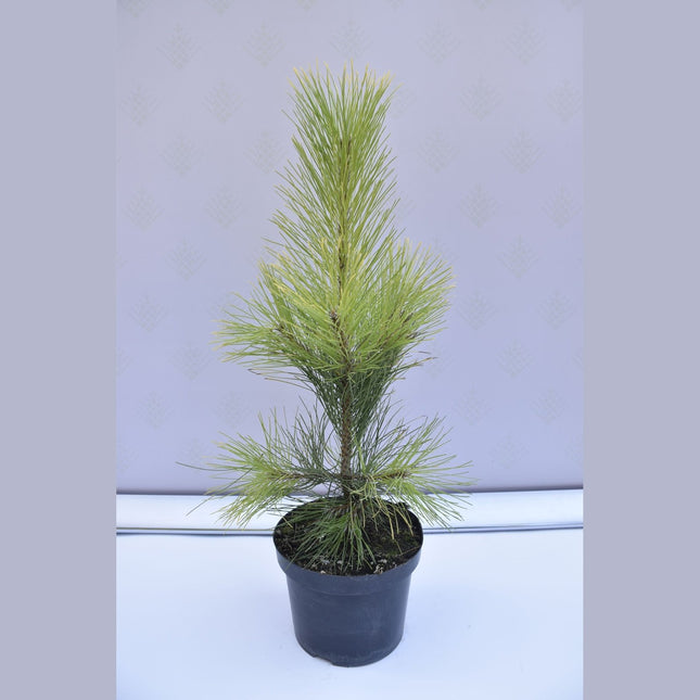 Pinus nigra Goldfingers - Svarttall - krukodlad Co5