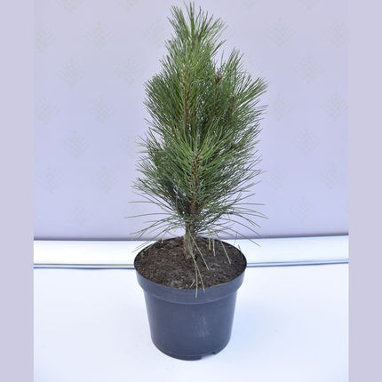 Pinus nigra Green Tower - Svarttall - krukodlad Co5