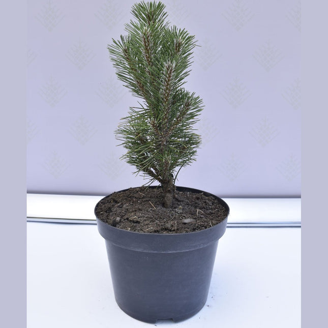 Pinus nigra Komet - Svarttall - krukodlad Co5