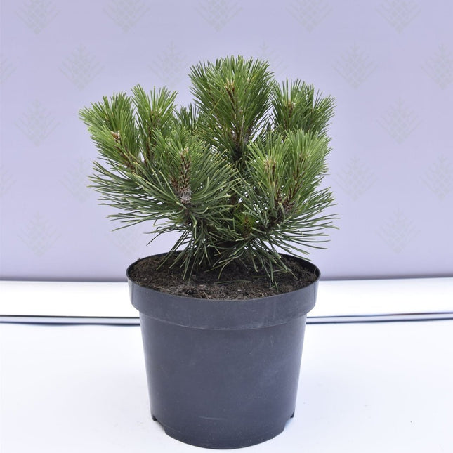 Pinus nigra Nana - Svarttall - krukodlad Co5