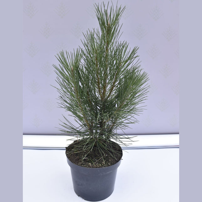 Pinus nigra Pyramidalis - Svarttall - krukodlad Co5