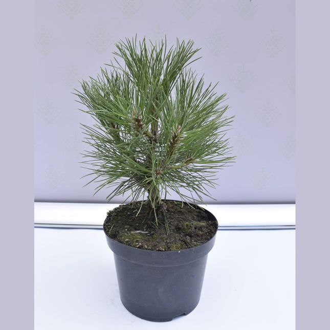Pinus nigra Spielberg - Svarttall - krukodlad Co5