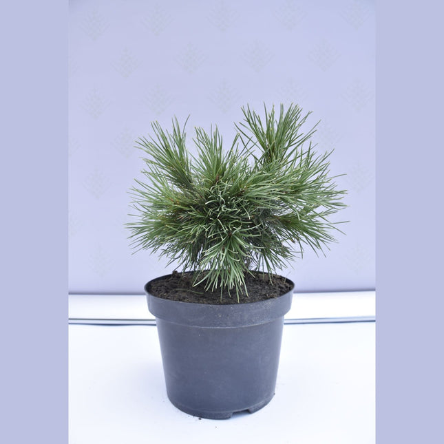 Pinus sylvestris Moseri - Tall - krukodlad Co5