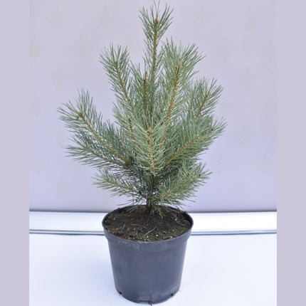 Pinus sylvestris Watereri - Tall - krukodlad Co5
