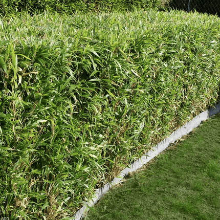 Planterad & Klar Bambu Fargesia Jumbo 10L ca 100/140 cm