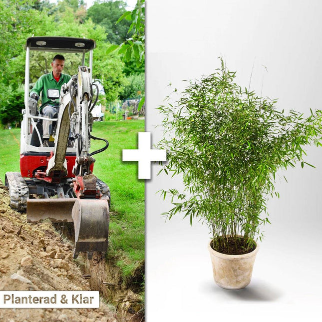 Köp Planterad & Klar Bambu Fargesia Jumbo 10L ca 100/140 cm Thujor.se Planterad & Klar