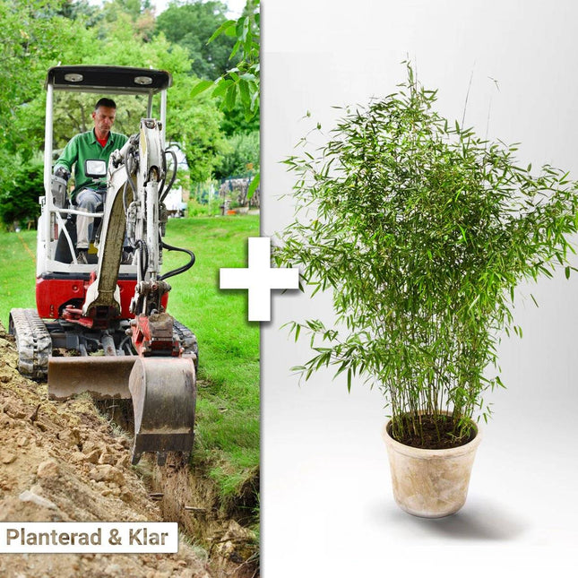 Köp Planterad & Klar Bambu Fargesia Jumbo 15L ca 130-160 cm Thujor.se Planterad & Klar