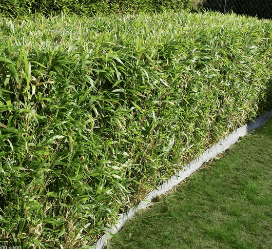 Köp Planterad & Klar Bambu Fargesia Jumbo 15L ca 130-160 cm Thujor.se Planterad & Klar