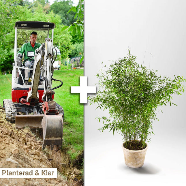 Planterad & Klar Bambu Fargesia Jumbo 5L ca 50/70 cm
