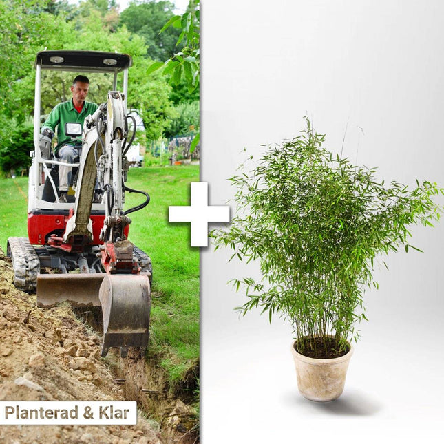 Köp Planterad & Klar Bambu Fargesia Jumbo 5L ca 50/70 cm Thujor.se Planterad & Klar