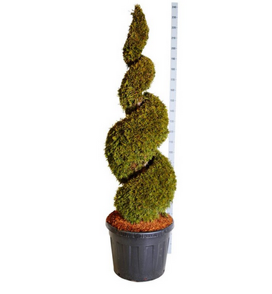 50% Rabatt - Thuja Smaragd spiral 180/200 cm - 1 st - Fraktfri