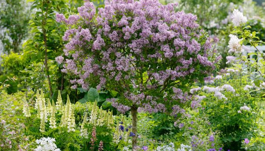 75% Rabatt - Syringa palibin Syren C2  - 50 st - Fraktfri (kopia)