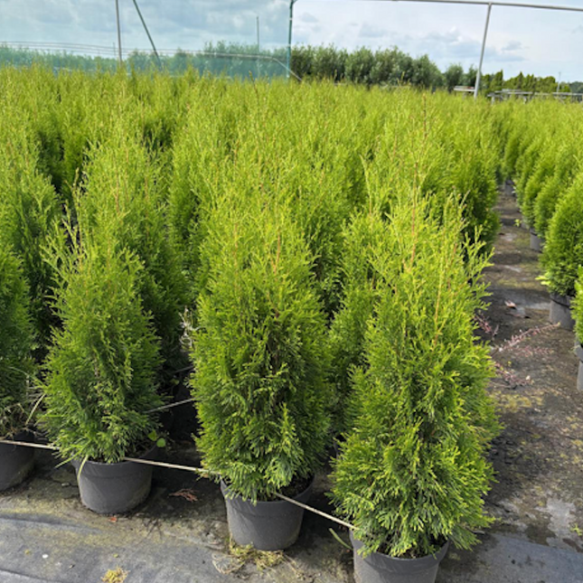 Parti Thuja Smaragd  Kval A - 75 st - 60/80 cm - Krukodlad C3 Liter - Fri frakt