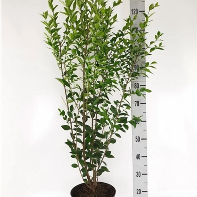 Vintergrön Liguster Ovalifolium 120-140 cm Co 7,5 - Landscape Quality