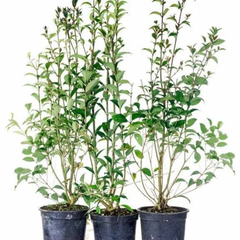 Köp Ligustrum ovalifolium 40-50 cm Co – LQ Kvalitet | Häckplantor 80 st pack Remco Thuja Brabant