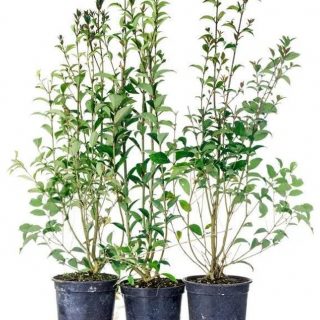 Köp Ligustrum ovalifolium 40-50 cm Co – LQ Kvalitet | Häckplantor 80 st pack Remco Thuja Brabant