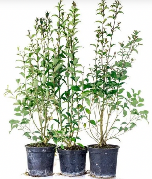 Köp Ligustrum atrovirens 60–80 cm Co – LQ Kvalitet | 80 st parti | Endast avhämtning Mjölby Remco Thuja Brabant