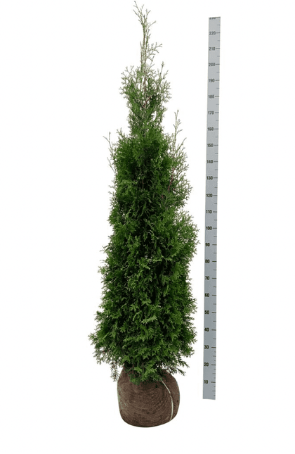 Köp Thuja Occ King of Brabant 160-180 cm, RB » LQ Kvalité: LQ Thuja Brabant