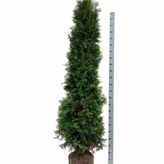 Köp Thuja Occ King of Brabant 180-200 cm, RB » LQ Kvalité: LQ Thuja Brabant