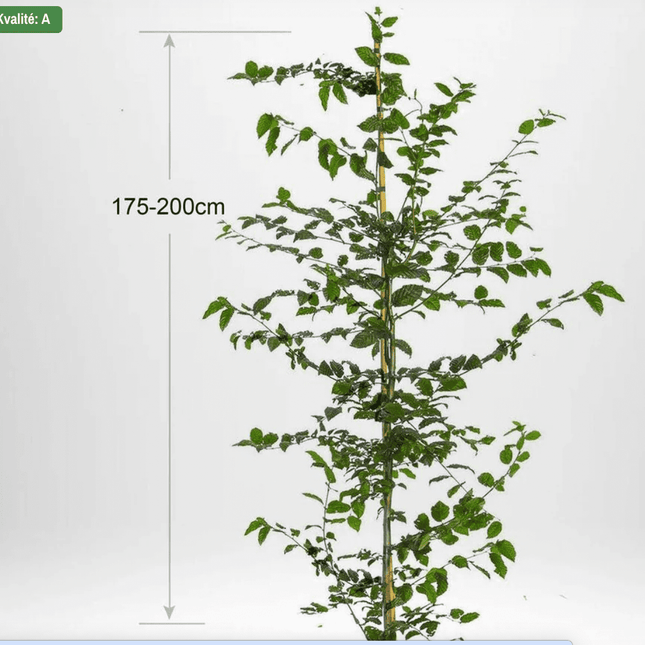 Parti riktigt hög Avenbok - 70 st - 180/220 cm - Krukodlad C10 Liter - Endast avhämtning