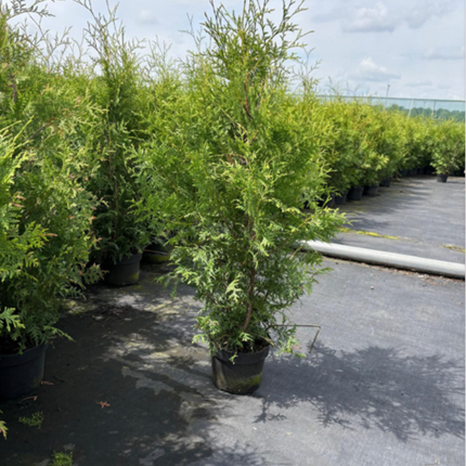 Thuja Brabant 100-120 cm, Co 2 » Kval A