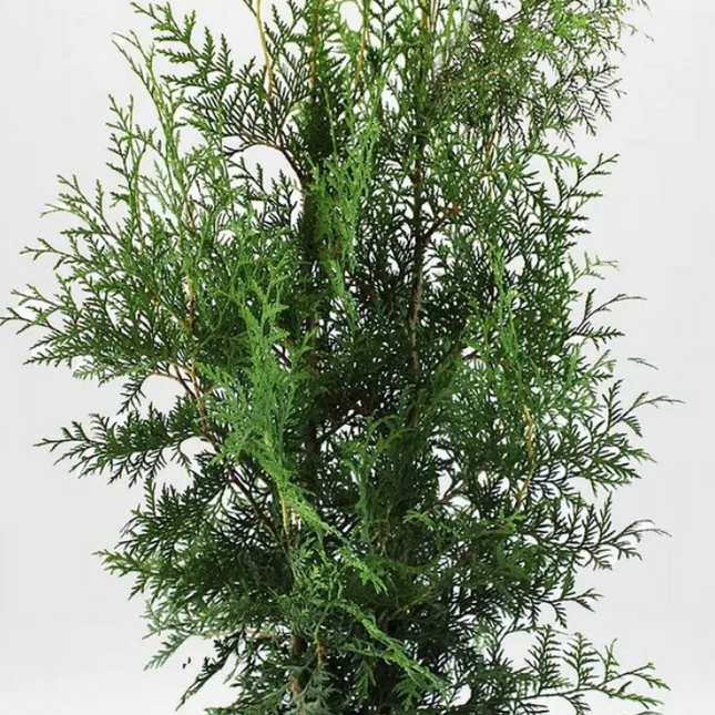 Parti Thuja Brabant 100/120 Kval LQ - 50 st -Krukodlad C3 Liter - Fri frakt