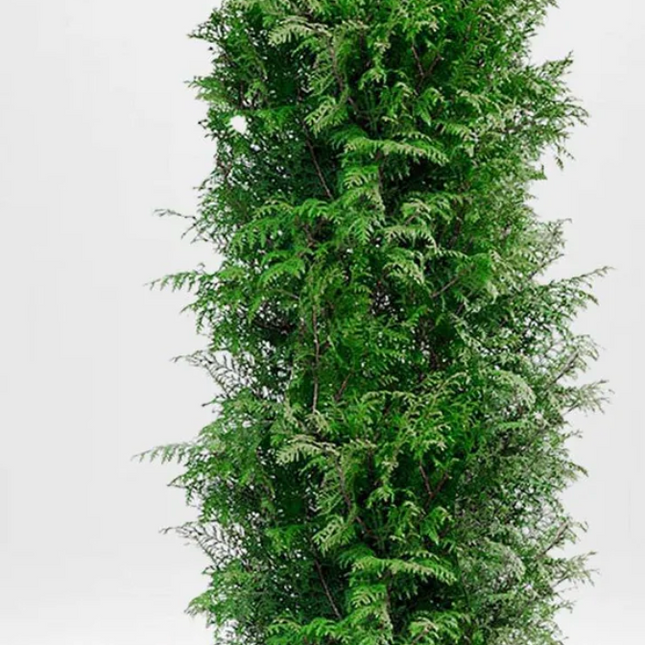 Landscape Q ! Parti Thuja Brabant - 38 st - 200/220 cm - RB