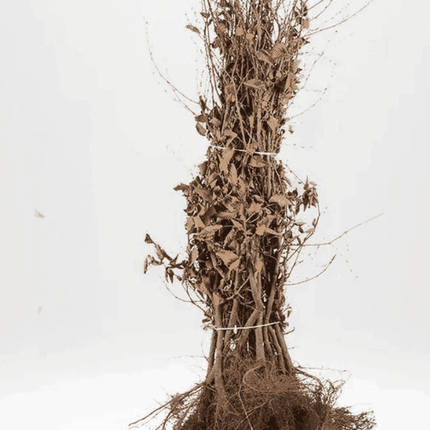 Landscape Q ! Parti Häckoxbär BR - 25 st - 40-60 cm - Fri Frakt