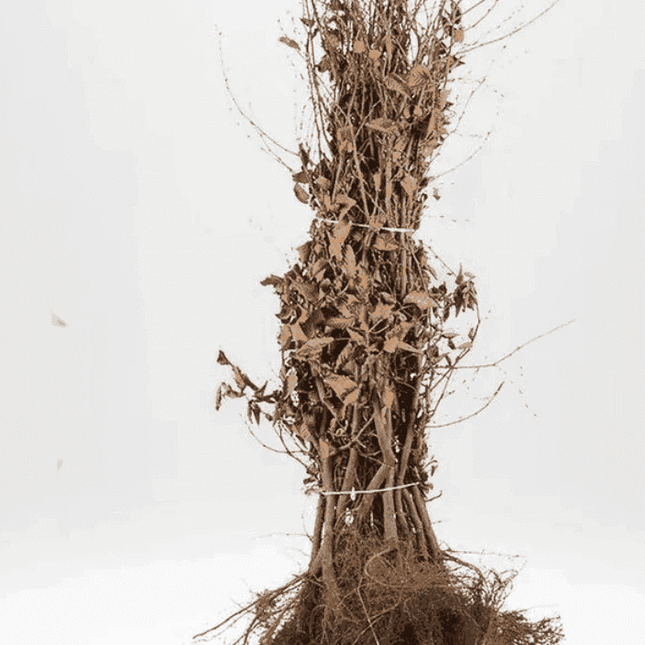 Landscape Q ! Parti Häckoxbär BR - 25 st - 40-60 cm - Fri Frakt